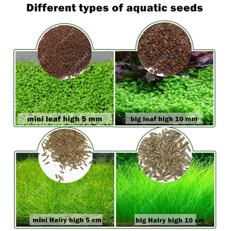 aquarium plants seeds Aquarium Plant Seeds Water Aquatic Green Water Grass Decoration Easy Planting Fish Tank Landscape Ornament